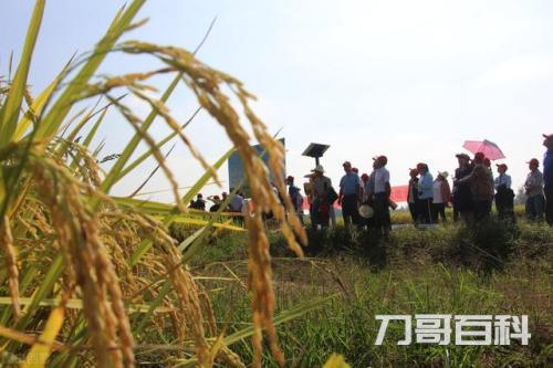 农业局是做什么的（农业局管理范围是好单位吗）