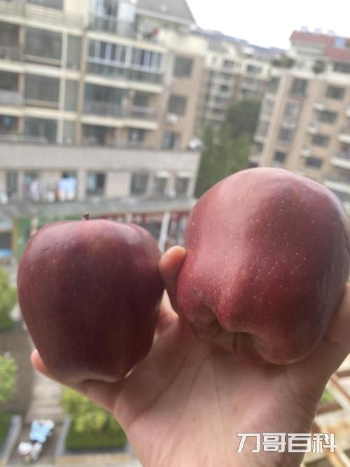 哪个地方的苹果最好吃（中国十大优质苹果产地）