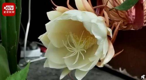 居民家中昙花4个月开了3次 双花同时绽放