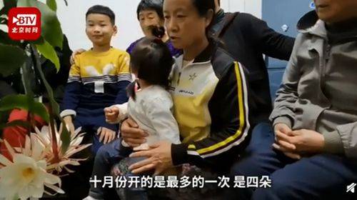 居民家中昙花4个月开了3次 双花同时绽放