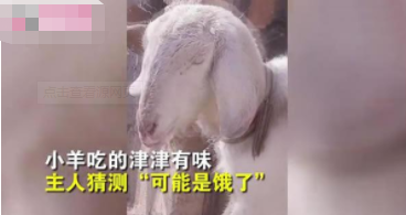 刚贴好的春联被羊撕下来吃了引热议 羊主人:它可能是饿了
