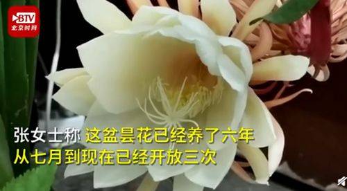 居民家中昙花4个月开了3次 双花同时绽放