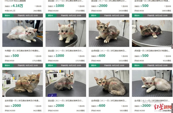 男子欠8万块钱不还12只猫咪被拍卖抵债:网友点赞 爱猫人士不淡定 男子欠8万块钱不还12只猫咪被拍卖抵债:网友点赞 爱猫人士不淡定