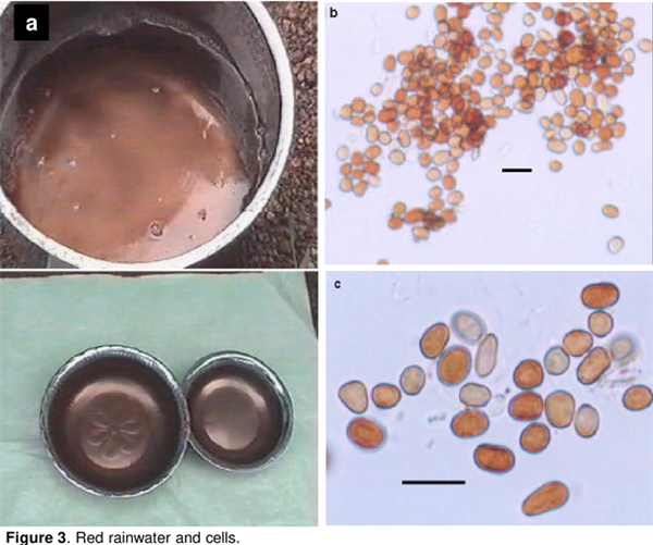 连下两个月红雨、凭空释放50吨红色颗粒:2001年的印度经历了什么 连下两个月红雨、凭空释放50吨红色颗粒:2001年的印度经历了什么