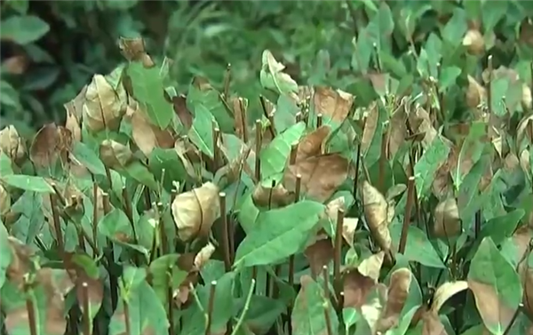 杭州高温天数创纪录！西湖龙井茶树9成被“晒干”