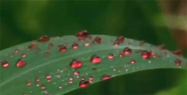 连下两个月红雨、凭空释放50吨红色颗粒:2001年的印度经历了什么 连下两个月红雨、凭空释放50吨红色颗粒:2001年的印度经历了什么