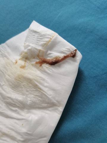 journal_insert_pic_1685740339