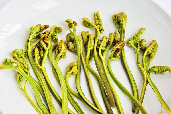 蕨菜1.jpg