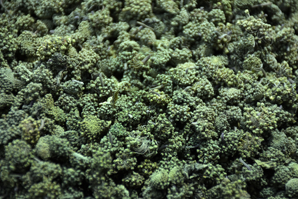 三七花2.jpg
