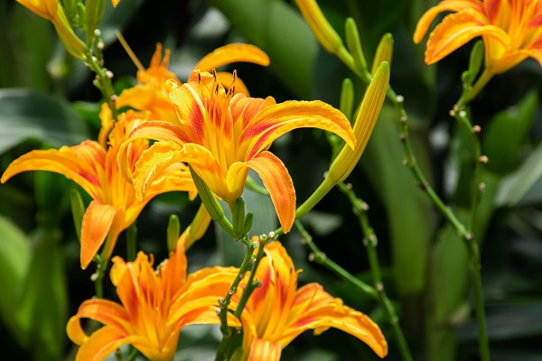 摄图网_501648411_夏日黄花菜（企业商用）.jpg