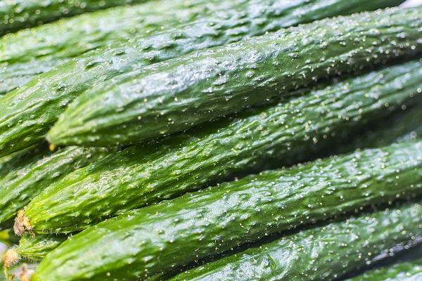 摄图网_501197799_黄瓜 (企业商用).jpg 摄图网_501197799_黄瓜 (企业商用).jpg