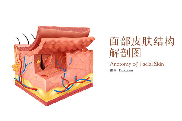 瘦脸600.jpg