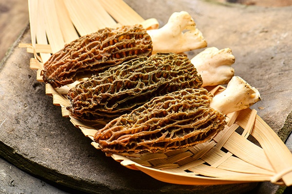 羊肚菌1.jpg