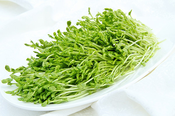 豌豆芽1.jpg