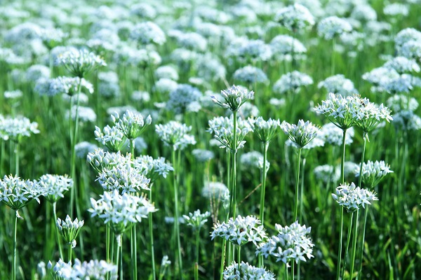 韭菜花1.jpg