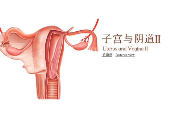 卵巢600.jpg