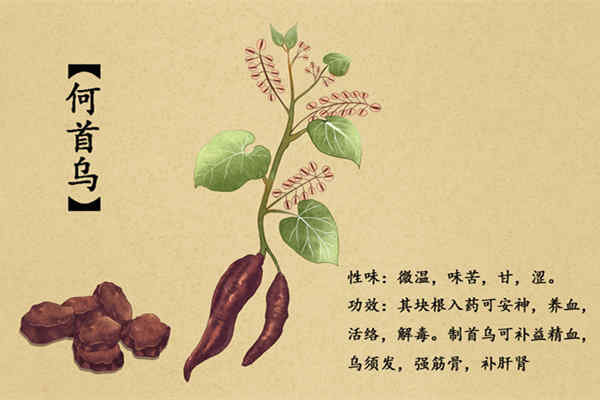 何首乌.jpg