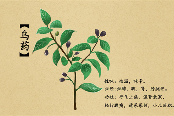 乌药4.jpg