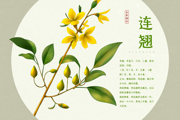 连翘5.jpg
