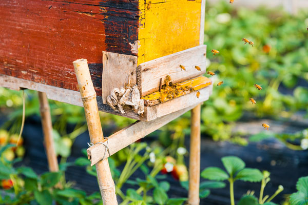 摄图网_501154756_banner_蜂箱与蜜蜂（企业商用）.jpg