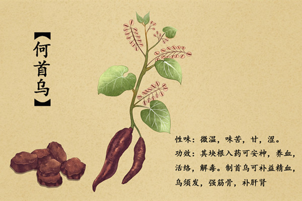 何首乌插画2.jpg