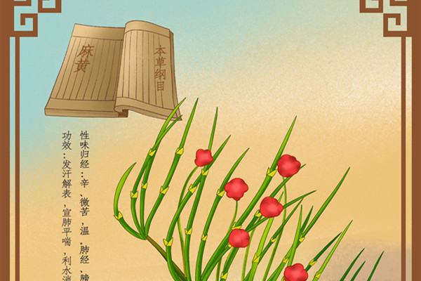 中药麻黄2.jpg