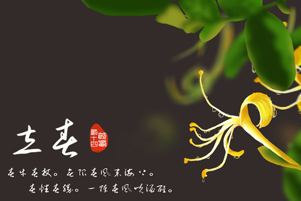 立春节金银花2.jpg