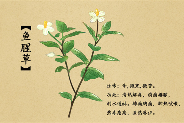鱼腥草2.jpg