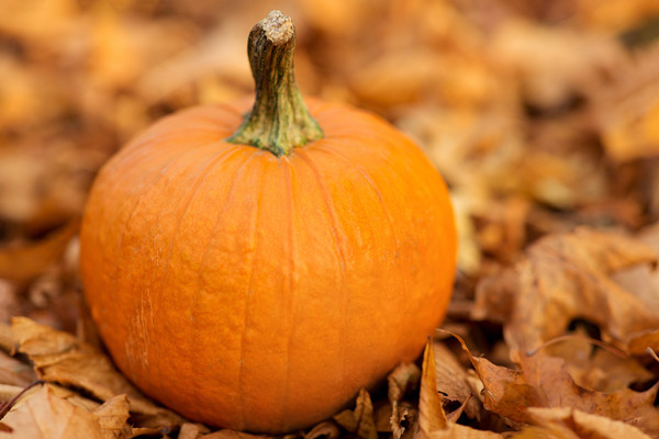 南瓜(2).jpg 南瓜(2).jpg