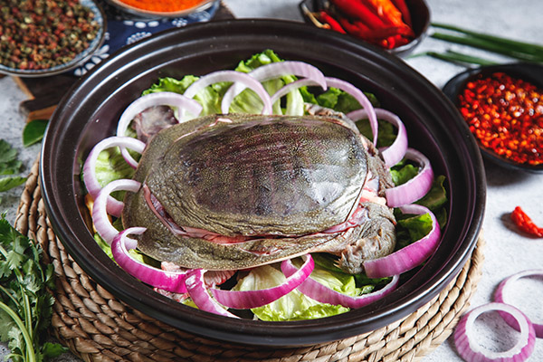 甲鱼.jpg 甲鱼.jpg