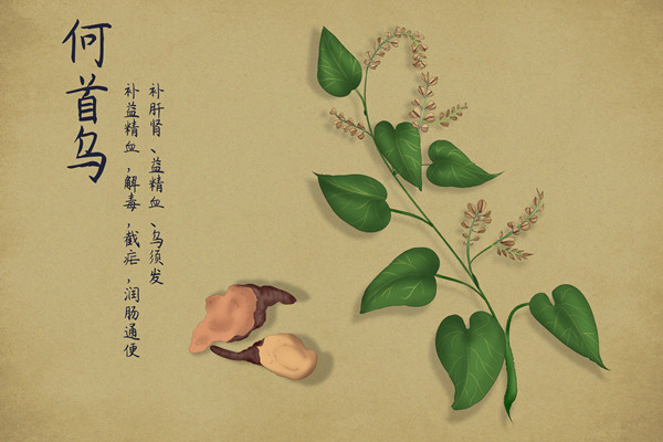 何首乌2.jpg