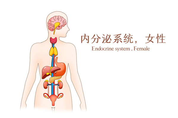 内分泌6001.jpg