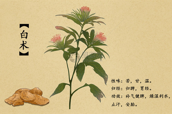 白术2.jpg