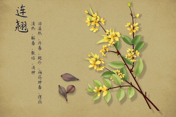 中药手绘2.jpg